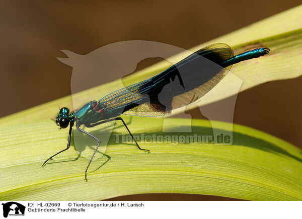 Gebnderte Prachtlibelle / banded demoiselle / HL-02669