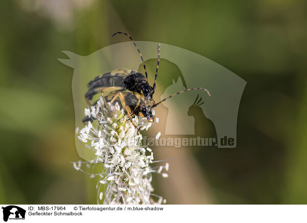 Gefleckter Schmalbock / black-and-yellow longhorn beetle / MBS-17964