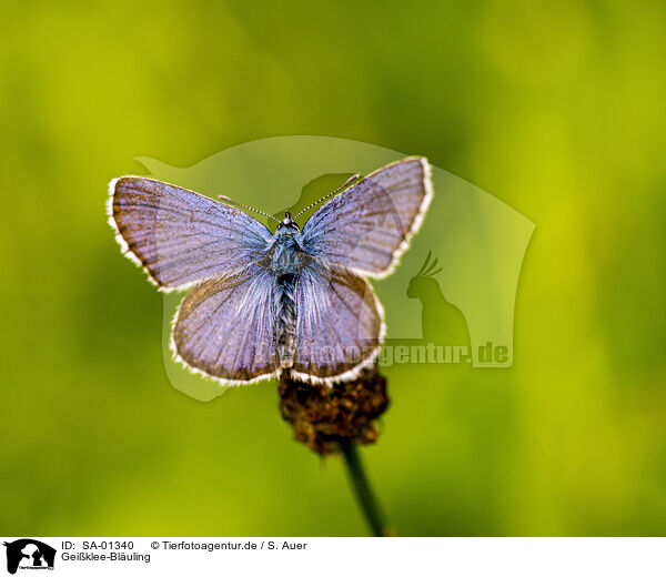 Geiklee-Bluling / silver-studded blue butterfly / SA-01340