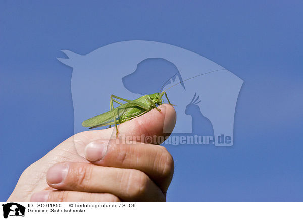 Gemeine Sichelschrecke / Bush cricket / SO-01850