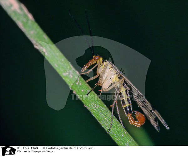 Gemeine Skorpionsfliege / scorpion fly / DV-01143