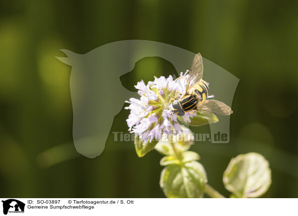 Gemeine Sumpfschwebfliege / tiger hoverfly / SO-03897
