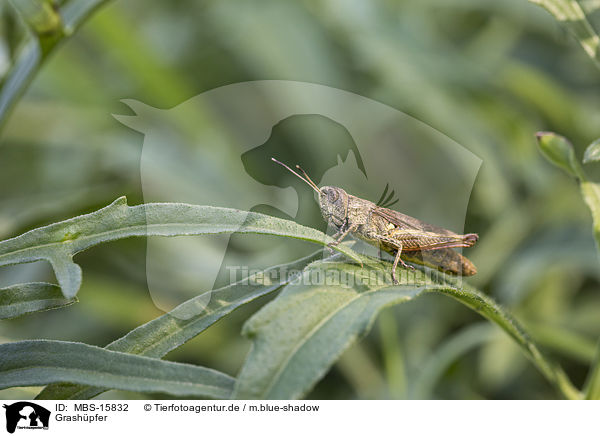 Grashpfer / grasshopper / MBS-15832