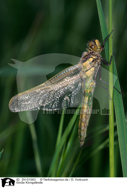 Groe Knigslibelle / emporer dragonfly / DV-01063