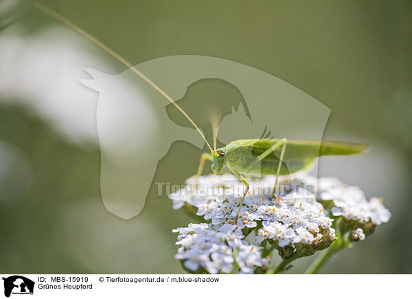 Grnes Heupferd / great green bush cricket / MBS-15919