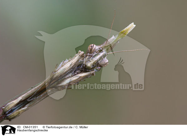 Haubenfangschrecke / conehead mantis / CM-01351