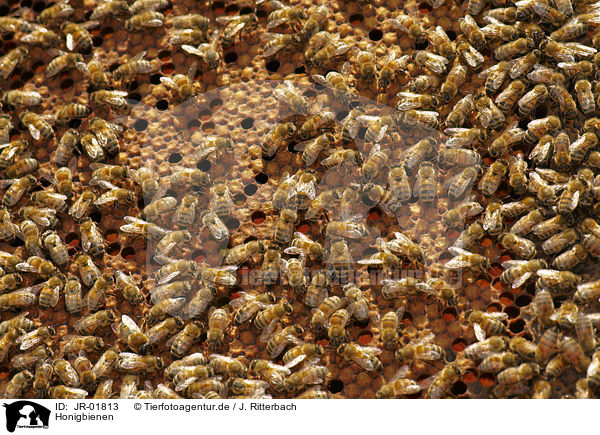 Honigbienen / JR-01813