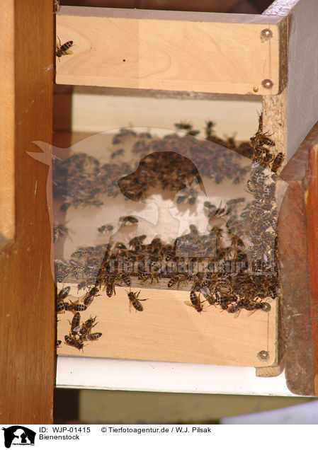 Bienenstock / hive / WJP-01415
