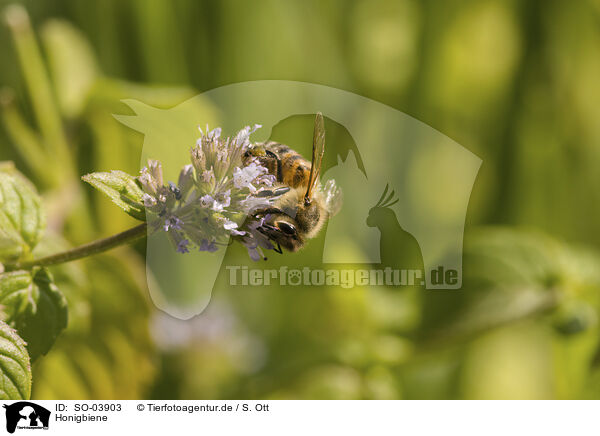 Honigbiene / honeybee / SO-03903