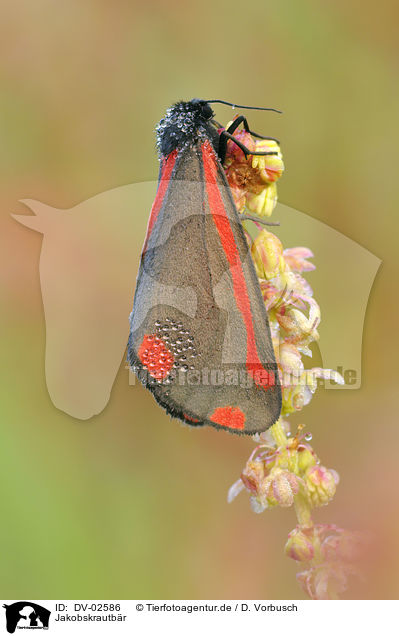 Jakobskrautbr / cinnabar moth / DV-02586