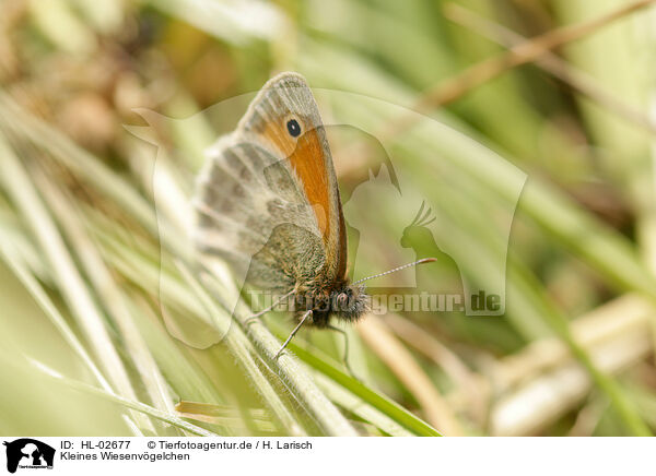 Kleines Wiesenvgelchen / small heath butterfly / HL-02677