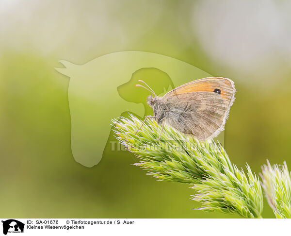 Kleines Wiesenvgelchen / small heath butterfly / SA-01676