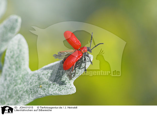 Lilienhhnchen auf Silbereiche / red lily beetle / JOH-01015