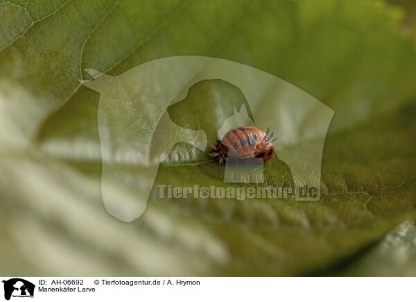 Marienkfer Larve / ladybird grub / AH-06692