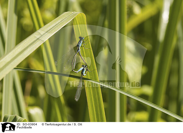 Pechlibelle / blue-tailed damselfly / SO-03904