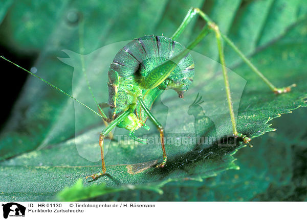 Punktierte Zartschrecke / grasshopper / HB-01130