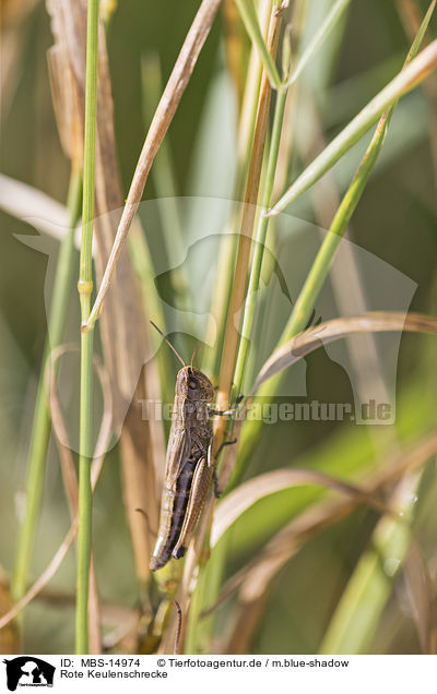 Rote Keulenschrecke / rufous grasshopper / MBS-14974