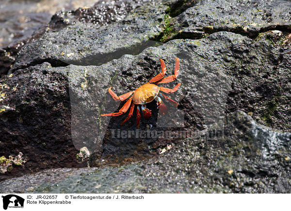 Rote Klippenkrabbe / red rock crab / JR-02657