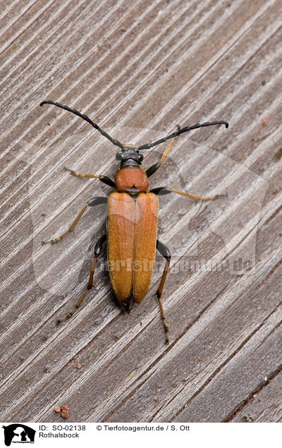 Rothalsbock / beetle / SO-02138