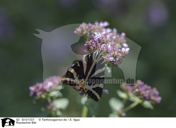 Russischer Br / Jersey tiger moth / SI-01337