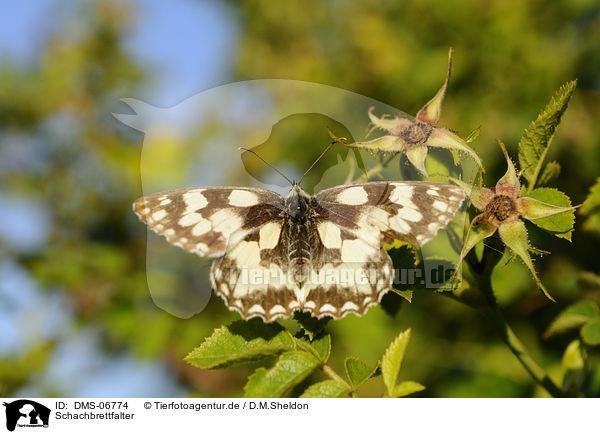 Schachbrettfalter / marbled white butterfly / DMS-06774