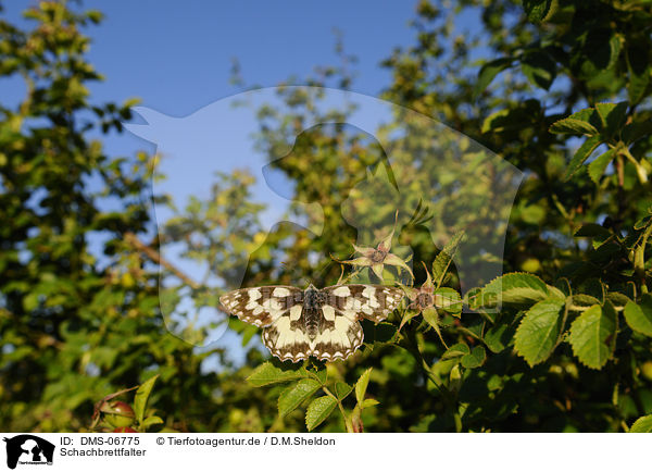 Schachbrettfalter / marbled white butterfly / DMS-06775