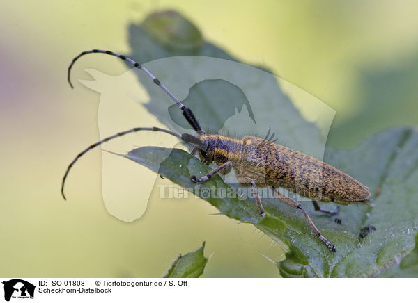 Scheckhorn-Distelbock / thistle longhorn beetle / SO-01808