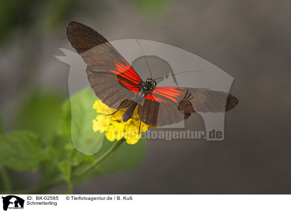 Schmetterling / BK-02585
