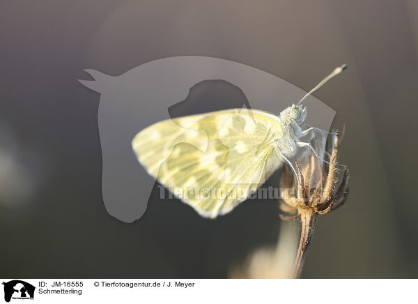 Schmetterling / butterfly / JM-16555