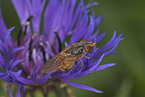 Schnauzen-Schwebfliege auf Blume