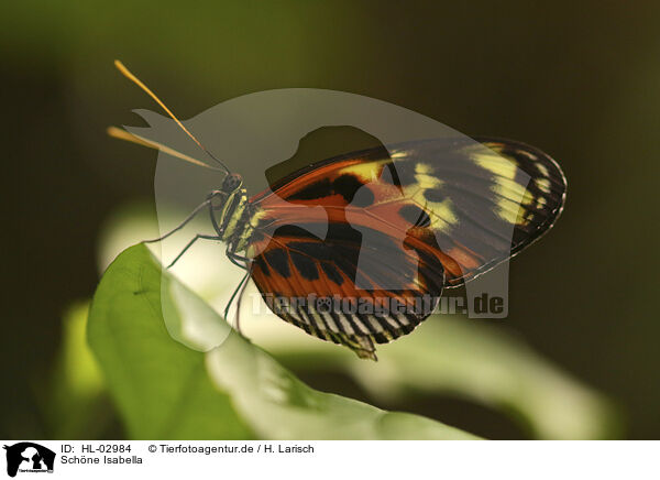 Schne Isabella / Isabella's Longwing / HL-02984