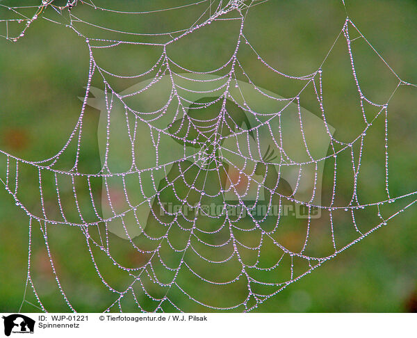 Spinnennetz / web / WJP-01221