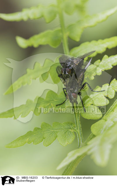 Stubenfliegen / houseflies / MBS-16203