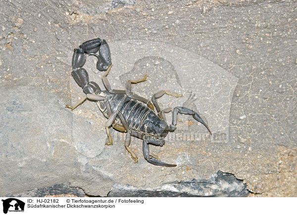 Sdafrikanischer Dickschwanzskorpion / HJ-02182