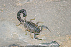 Sdafrikanischer Dickschwanzskorpion