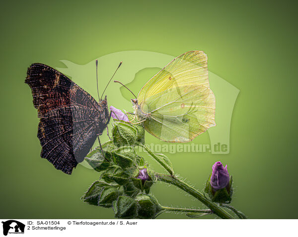 2 Schmetterlinge / 2 butterflies / SA-01504