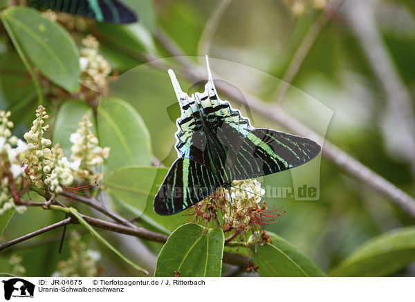 Urania-Schwalbenschwanz / Urania swallowtail moth / JR-04675