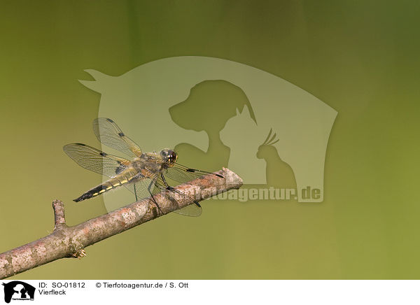 Vierfleck / four-spotted chaser / SO-01812