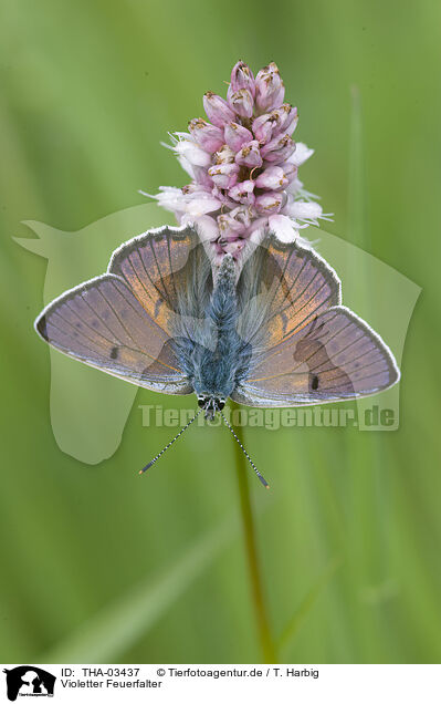 Violetter Feuerfalter / butterfly / THA-03437