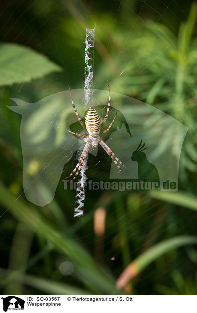 Wespenspinne / wasp spider / SO-03567