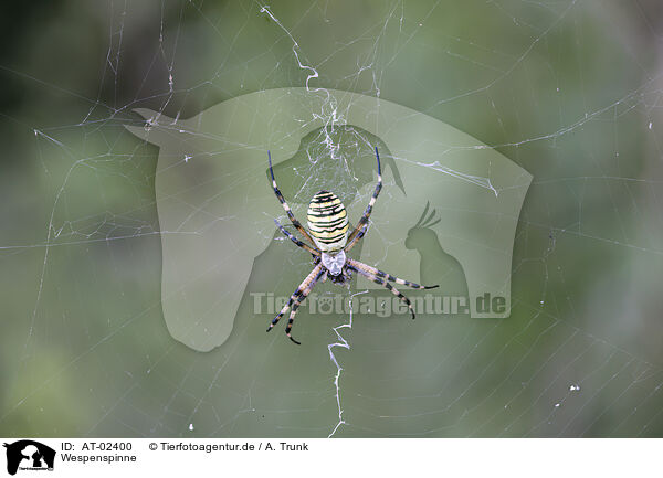 Wespenspinne / wasp spider / AT-02400