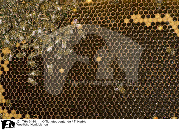 Westliche Honigbienen / THA-04401