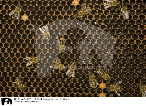 Westliche Honigbienen / THA-04402