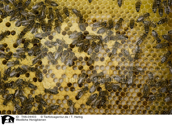 Westliche Honigbienen / THA-04403