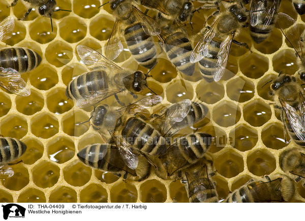 Westliche Honigbienen / european bees / THA-04409