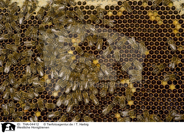 Westliche Honigbienen / european bees / THA-04412