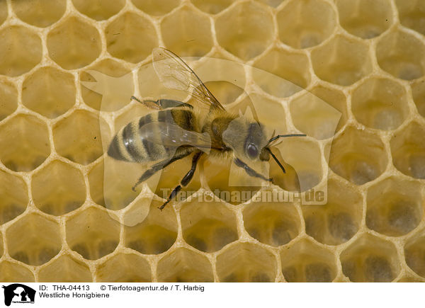 Westliche Honigbiene / european bee / THA-04413
