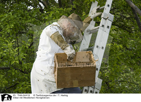 Imker mit Westlichen Honigbienen / THA-04419