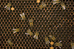 Westliche Honigbienen