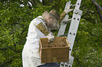 Imker mit Westlichen Honigbienen
